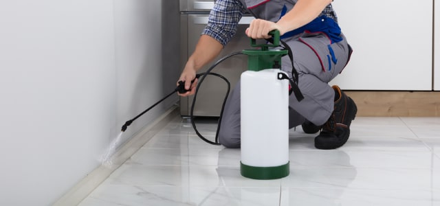 Exterminador de cinches en Maine